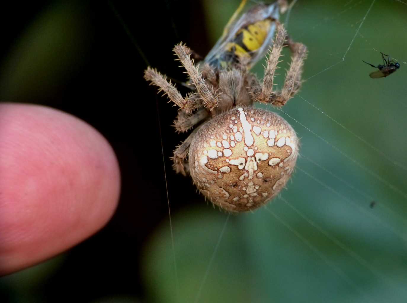 Araneus diadematus - Ostia (RM)